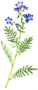 Jacobs ladder Polemonium caeruleum