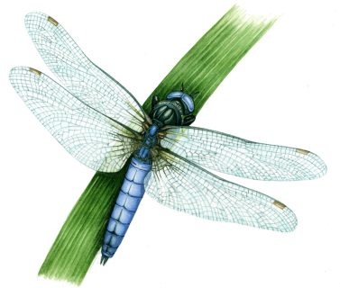 Keeled skimmer Orthetrum coerulescens natural history illustration by Lizzie Harper