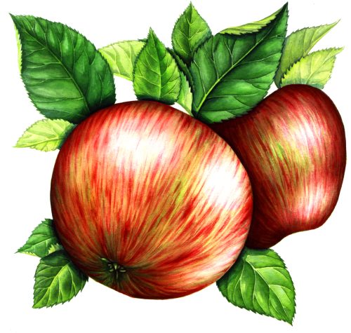 Kentish fillbasket apple Malus natural history illustration by Lizzie Harper