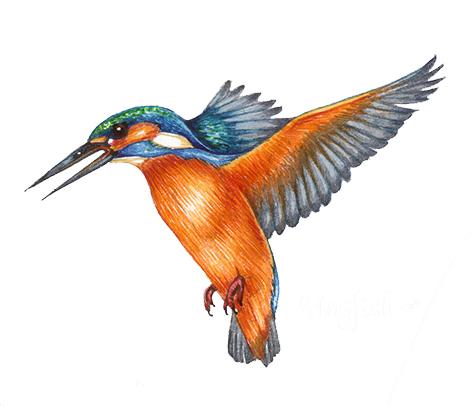 Kingfisher Alcedo atthis natural history illustration by Lizzie Harper
