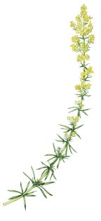 Ladies bedstraw Galium verum