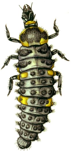 Ladybird larvae Coccinella natural history illustration by Lizzie Harper