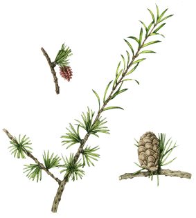Larch Larix decidua