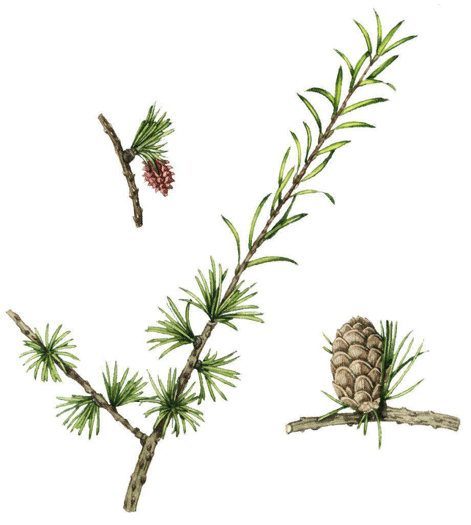 Larch Larix Decidua Lizzie Harper 8524