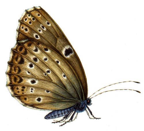 Large blue butterfly Maculinea arion natural history illustration by Lizzie Harper