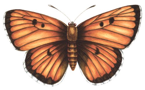 Large Copper Lycaena dispar butterfly natural history illustration by Lizzie Harper
