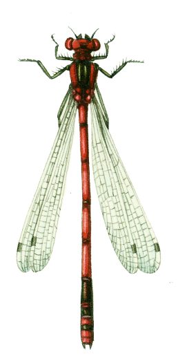 Large red damselfly Pyrrhosoma nymphula natural history illustration by Lizzie Harper