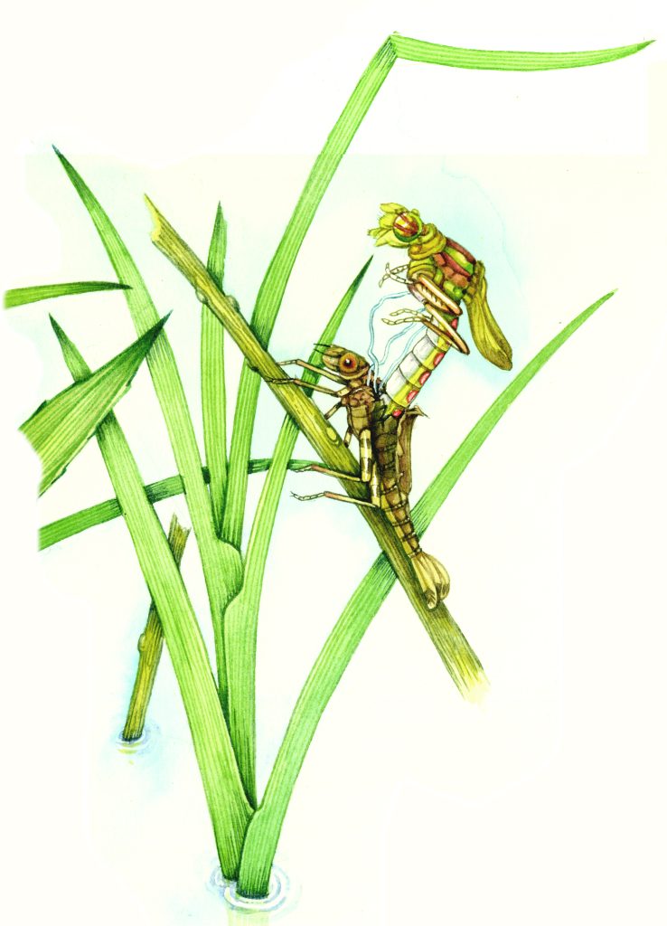 Large red damselfly Pyrrhosoma nymphula natural history illustration by Lizzie Harper