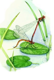 Large red damselfly Pyrrhosoma nymphula egg laying