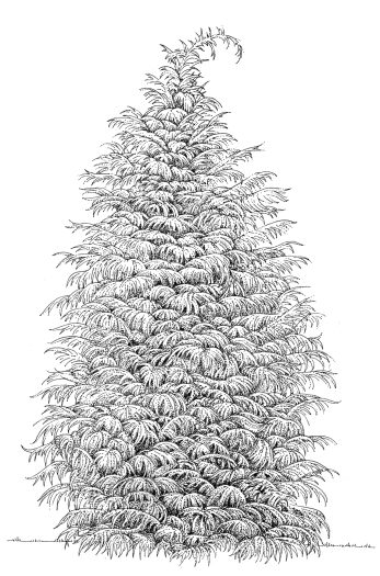 Lawson's Cypress Chamaecyparis lawsoniana natural history illustration by Lizzie Harper
