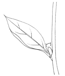 Leaf axil diagram