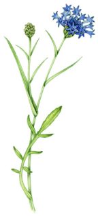 Cornflower example of a linear leaf