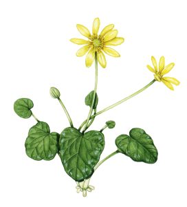 Lesser celendine Ficaria verna natural history illustration by Lizzie Harper