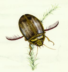 Lesser diving beetle Acilius sulcatus natural history illustration by Lizzie Harper