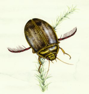 Lesser diving beetle Acilius sulcatus