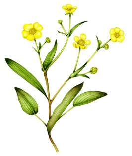Lesser spearwort Ranunculus flammula
