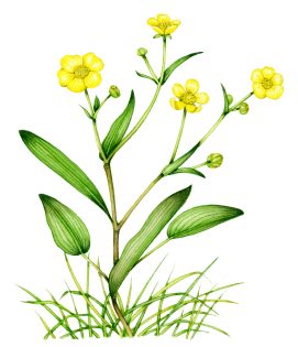 Lesser spearwort Ranunculus flammula with background