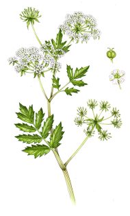 Lesser Water Parsnip Berula erecta