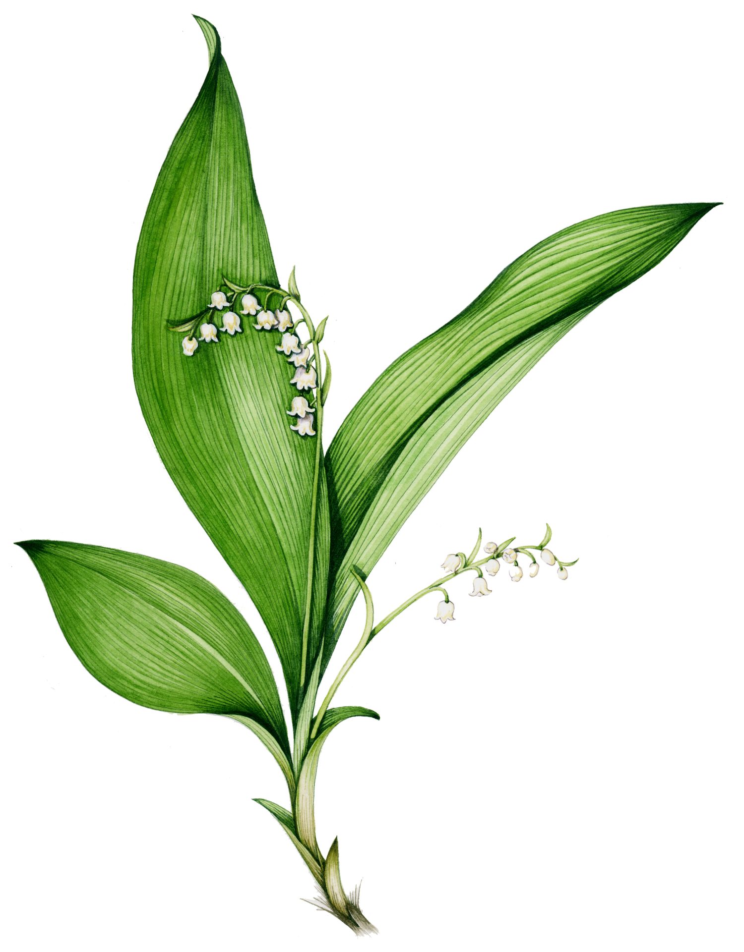 Lily of the valley Convallaria majalis 2 - Lizzie Harper