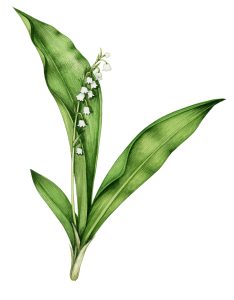 Lily of the valley Convallaria majalis natural history illustration by Lizzie Harper