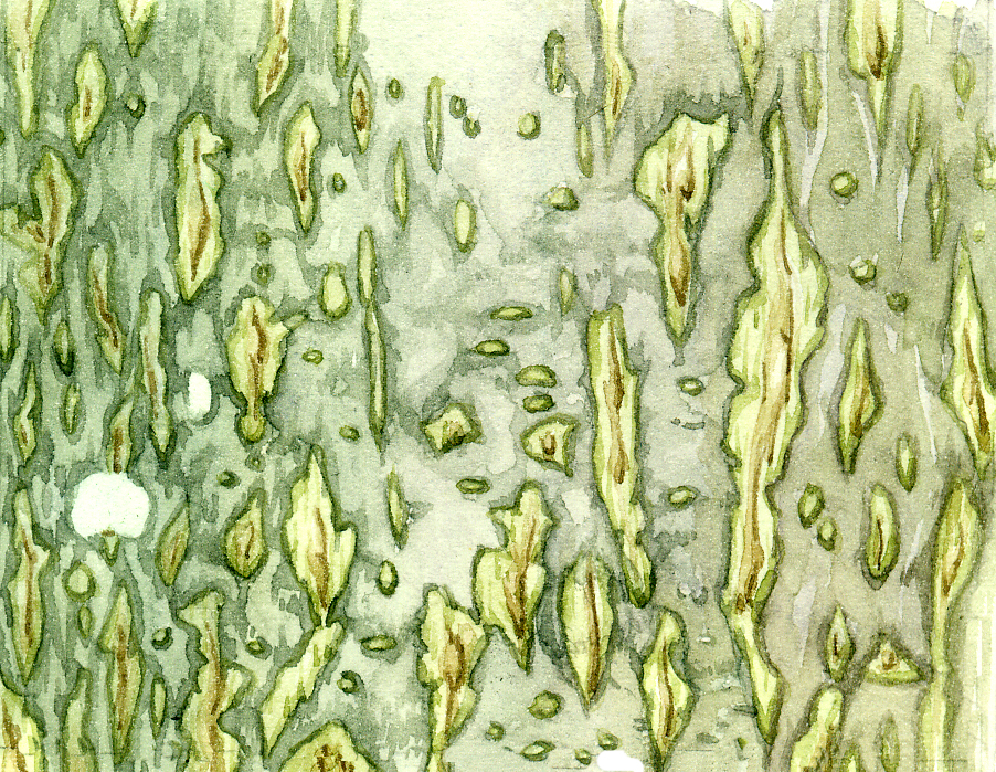 Lime Tilia europaea bark natural history illustration by Lizzie Harper