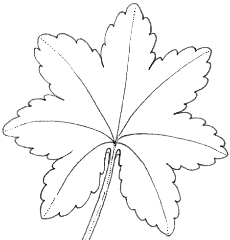 Lobed leaf diagram natural history illustration by Lizzie Harper
