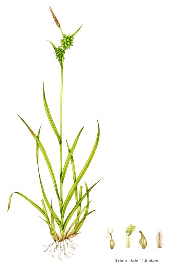 Long stalked yellow sedge Carex lepidocarpa natural history illustration by Lizzie Harper