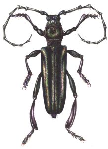 Longhorn beetle Cerambycidae natural history illustration by Lizzie Harper