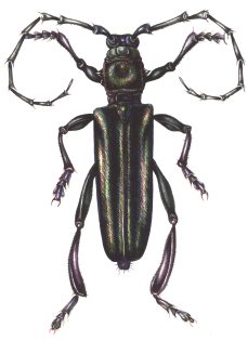 Longhorn beetle Cerambycidae
