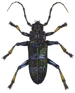 Long horn beetle