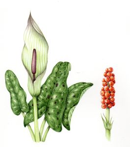 Lords and Ladies Arum maculatum natural history illustration by Lizzie Harper