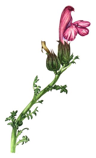 Lousewort Pedicularis sylvatica natural history illustration by Lizzie Harper