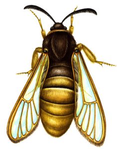 Lunar Hornet esia bembeciformis Moth natural history illustration by Lizzie Harper