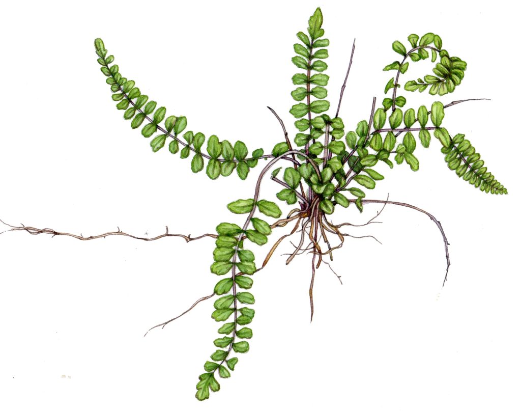 Maidenhair spleenwort Asplenuum trichomanes natural history illustration by Lizzie Harper