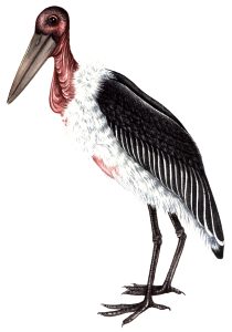 Marabou stork Leptoptilos crumenifer natural history illustration by Lizzie Harper