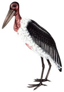 Marabou stork Leptoptilos crumenifer