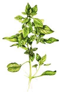 Marjoram Origanum vulgare