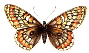 Marsh Fritillary Euphydryas aurinia butterfly natural history illustration by Lizzie Harper