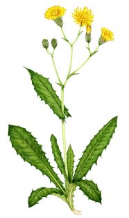 Marsh Hawksbeard – SOLD –