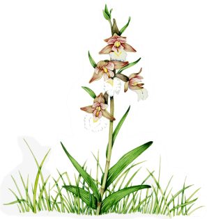 Marsh helleborine Epipactis palustris