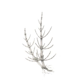 Marsh horsetail Equisetum palustre