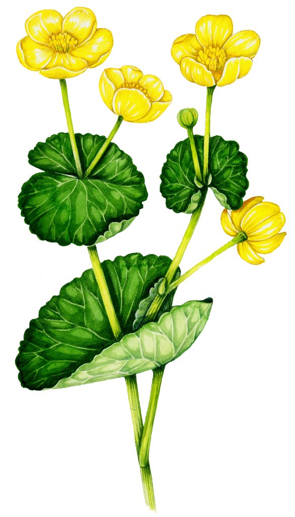 Marsh marigold Caltha palustris natural history illustration by Lizzie Harper