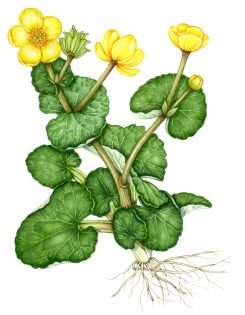 Marsh marigold Caltha palustris 2