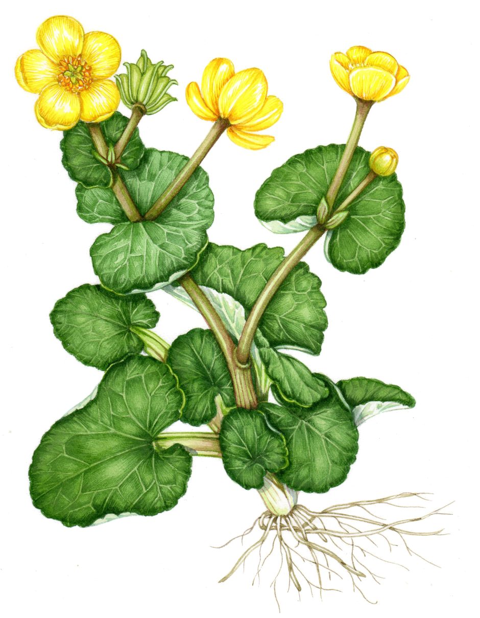 Botanical illustration Archives - Page 37 of 46 - Lizzie Harper