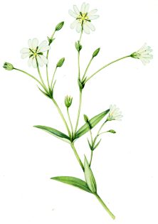 Marsh stitchwort Stellaria palustris