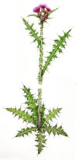Marsh Thistle Cirsium palustre