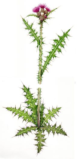 Marsh Thistle Cirsium palustre natural history illustration by Lizzie Harper