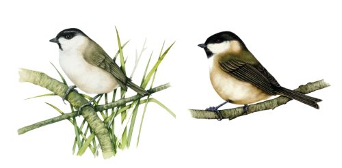 Comparing the Marsh tit Poecile palustris and Willow tit Poecile montanus natural history illustration by Lizzie Harper