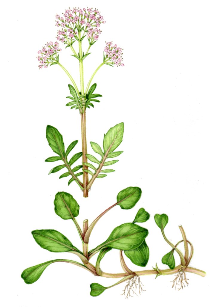 Marsh valerian Valeriana dioica natural history illustration by Lizzie Harper