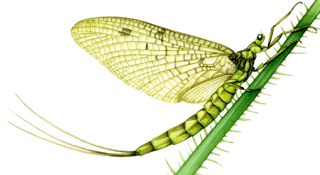 Mayfly Ephemera vulgata natural history illustration by Lizzie Harper